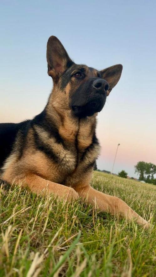 Duitse herder - teef, Animaux & Accessoires, Chiens | Bergers & Bouviers, Chienne, Berger, Éleveur | Loisir, Un chien, Belgique