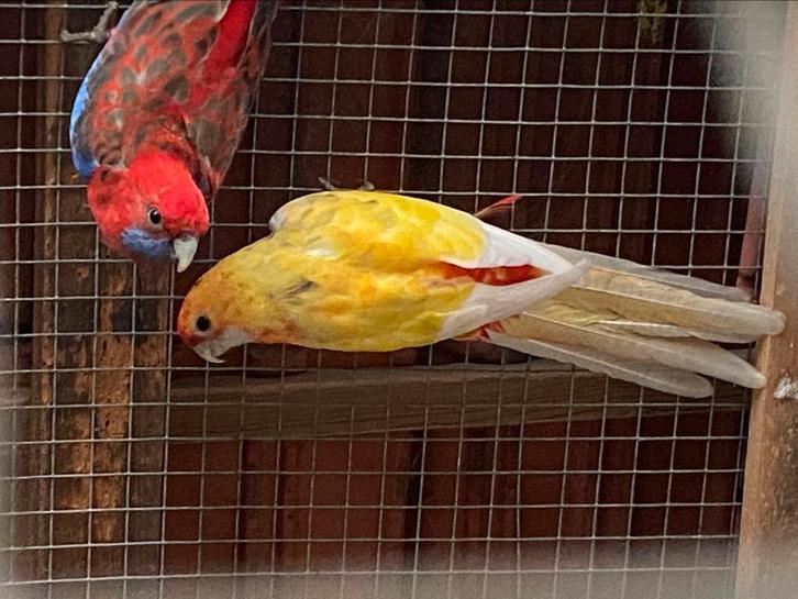 Geeloranjepastel pennant pop, Dieren en Toebehoren, Vogels | Parkieten en Papegaaien
