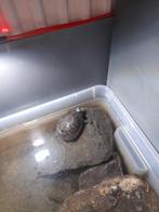 Kleinste soort schildpad ter wereld, Dieren en Toebehoren, Schildpad, Tam, 3 tot 6 jaar