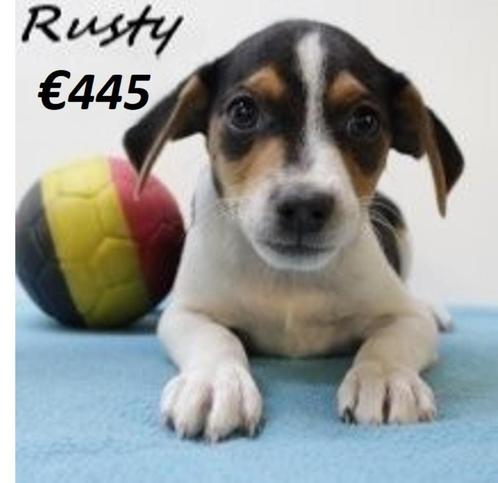 Prachtige Belgische Fox te koop, Dieren en Toebehoren, Honden | Jack Russells en Terriërs, Meerdere dieren, Overige rassen, Handelaar