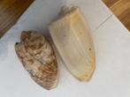 schelpen, Ophalen, Schelp(en)