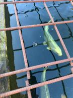 Koi’s, Dieren en Toebehoren, Vissen | Vijvervissen, Karper of Koi