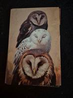 Postkaart uilen, Verzamelen, Postkaarten | Dieren, Ophalen of Verzenden