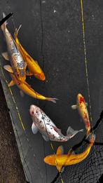 Koi ‘s te koop