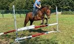 4-jarige D-pony, Dieren en Toebehoren, Pony's, Merrie, B, 3 tot 6 jaar, Gechipt