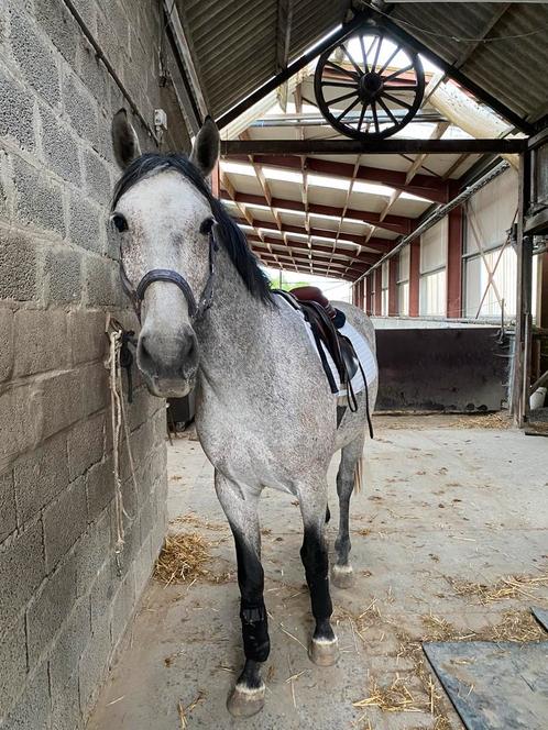 7-jarige Schimmel Ruin (1.62) met potentie, Dieren en Toebehoren, Paarden, Ruin, 160 tot 165 cm, 7 tot 10 jaar, Recreatiepaard