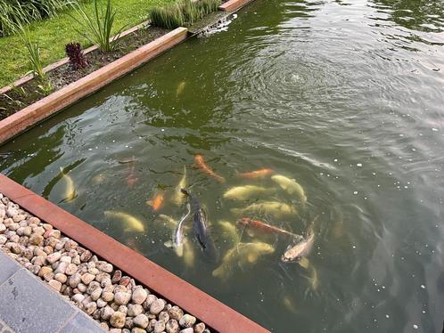Carpes Koïs, Tuin en Terras, Vijvers, Zo goed als nieuw, Ophalen