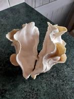 Grote Schelp op voetje, Ophalen of Verzenden, Schelp(en)