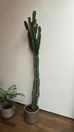 Joli cactus, Maison & Meubles, Enlèvement, Cactus