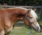 Lieve Haflinger hengst 2 ½ jaar  (Winterball x Monsoon), Dieren en Toebehoren, Hengst