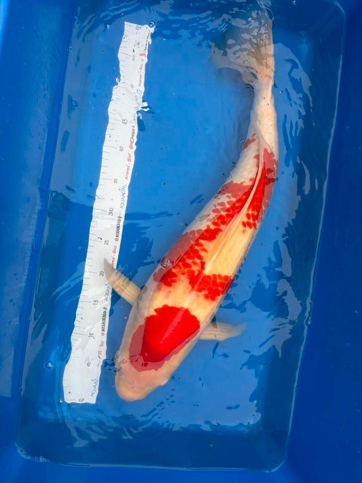Momotaro koi, male, 65 cm, Dieren en Toebehoren, Vissen | Vijvervissen