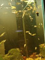 Geelachtige guppy's aan o.50 euro het stuk. Zelfkweek., Dieren en Toebehoren, Vissen | Aquariumvissen