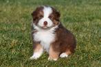 Australische Herder pups te koop - Beide ouders aanwezig