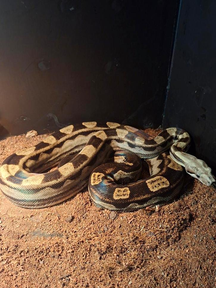 Boa man koop of ruil, Dieren en Toebehoren, Reptielen en Amfibieën