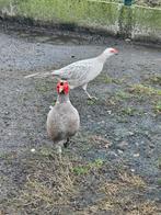 Zilverkleurige bosfazanten te koop, Dieren en Toebehoren, Pluimvee