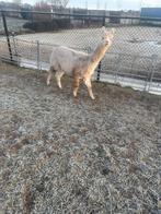 2 halstermakke alpaca merries te koop zijn gedekt, Dieren en Toebehoren, Overige Dieren