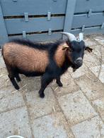 Eenjarig dwergeit bokje te koop, Dieren en Toebehoren