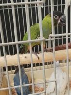 Tamme baby Nenday parkiet
Eet zelfstandig, Dieren en Toebehoren, Vogels | Parkieten en Papegaaien, Geslacht onbekend, Parkiet