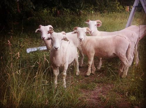 Wiltshire Horn jaarling ooien, ooi-en ramlammeren, Dieren en Toebehoren, Schapen, Geiten en Varkens, Schaap, Meerdere dieren