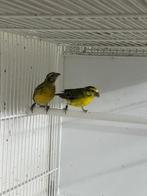 Witbuikcini, Dieren en Toebehoren, Meerdere dieren, Tropenvogel, Geringd