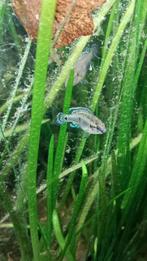 hemichromis exsul nakweek, Dieren en Toebehoren, Vissen | Aquariumvissen, Vis, Zoetwatervis