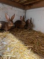 Belgische hazen, Dieren en Toebehoren, Konijnen