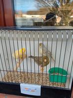 Kanaries, Dieren en Toebehoren