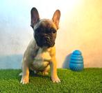 Prachtige Franse Bulldog Pup, Dieren en Toebehoren, Honden | Bulldogs, Pinschers en Molossers, België, Fokker | Hobbymatig, Reu