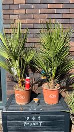 Chamaerops Humilis, Tuin en Terras, Ophalen