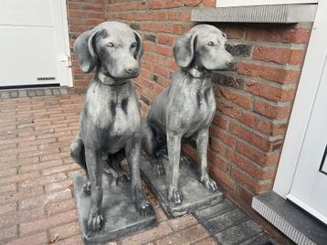 Pointer, Weimaraner, Visla beschikbaar voor biedingen