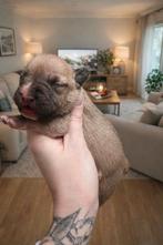 Mini french bull terrier pups, Dieren en Toebehoren, België, Fokker | Hobbymatig, 8 tot 15 weken, Meerdere
