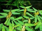 Gezocht : Hygroryza aristata - LF ,, Plant(en), Steen of Hout, Ophalen of Verzenden, Zo goed als nieuw