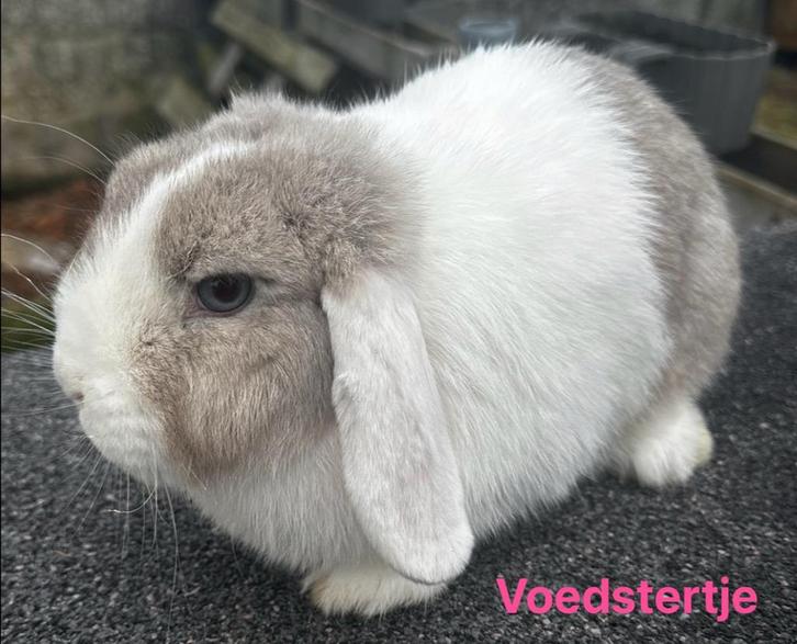 Minilop koppel, Animaux & Accessoires, Lapins, Nain, Plusieurs animaux, 0 à 2 ans, Oreilles tombantes