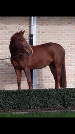 Fokmerrie met internationale nakomelingen, Dieren en Toebehoren, Paarden, Merrie, Gechipt, Niet van toepassing, 11 jaar of ouder