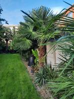 Wondermooie Trachycarpus Fortunei palmboom, Enlèvement, Palmier