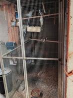 voliere 2x4x2 en vogels, Dieren en Toebehoren, Vogels | Hokken en Kooien, Ophalen, Zo goed als nieuw