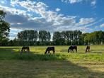 Verzorghulp gezocht/ halve stal aangeboden, Dieren en Toebehoren, Paarden