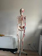 anatomisch skelet, Diversen, Schoolbenodigdheden, Ophalen, Gebruikt
