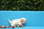 Engelse Cocker pup, Plusieurs, Parvovirose, Belgique, Plusieurs animaux