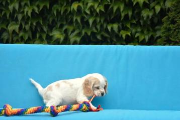 Engelse Cocker pup, Plusieurs, Parvovirose, Belgique, Plusieurs animaux