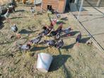 Broedeieren Ancona kriel, Dieren en Toebehoren, Pluimvee, Geslacht onbekend, Kip
