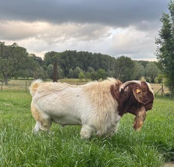 Boergeit Boerbok, optioneel met volwassen miekes beschikbaar voor biedingen