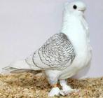 Meeuwen gezocht, Dieren en Toebehoren