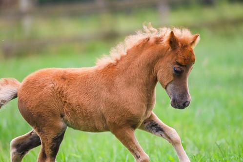 Amha mini paardje merrietje, Dieren en Toebehoren, Pony's, Merrie, Met stamboom, Gechipt, Ontwormd, Ingeënt