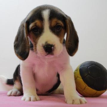 Beagle - Belgische pups te koop, Dieren en Toebehoren, België, Beagle, Handelaar, CDV (hondenziekte)