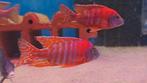 Malawi rubin red, Dieren en Toebehoren, Vissen | Aquariumvissen