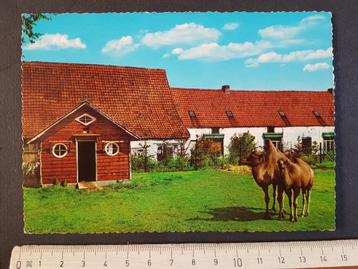 Postkaart MELI - PARK Adinkerke De Panne Kameel Kamelen beschikbaar voor biedingen