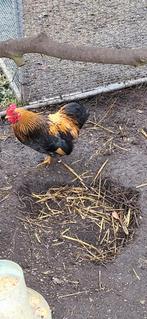 jeunes magnifiques  coq nain