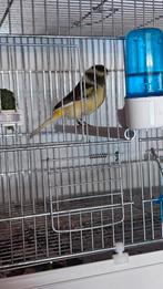 Norwich en Gloster corona kanaries., Dieren en Toebehoren, Mannelijk, Postuurkanarie