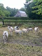 Bleu du Maine en rouge de l’ouest, Dieren en Toebehoren, Meerdere dieren, Schaap, 0 tot 2 jaar